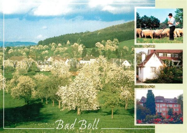 Bad Boll Schafherde