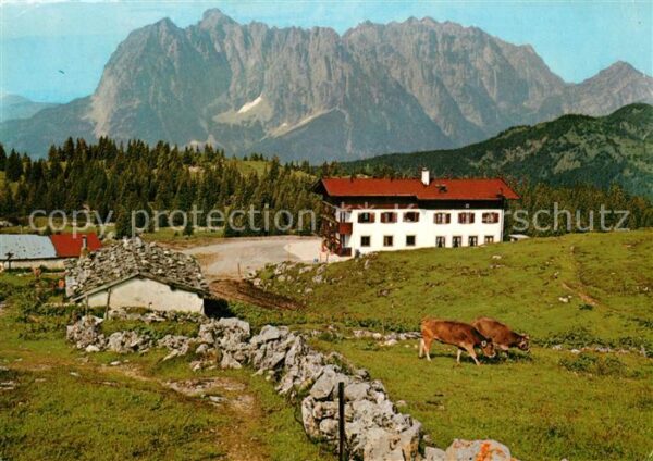 Oberstdorf Straubingerhaus am Fellhorn Almvieh Kuehe Allgaeuer Alpen