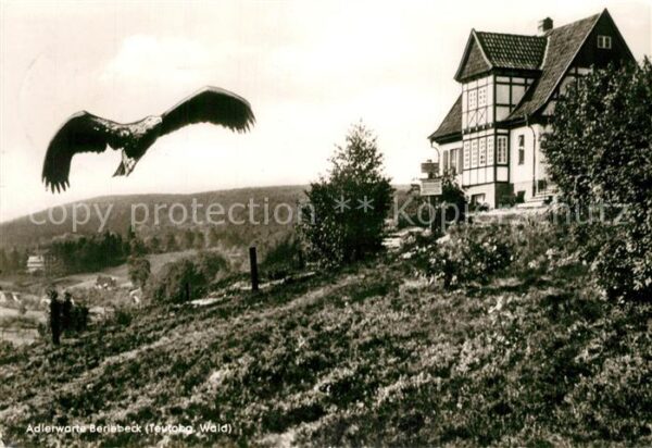 Berlebeck Adlerwarte Kaiseradler im Anflug
