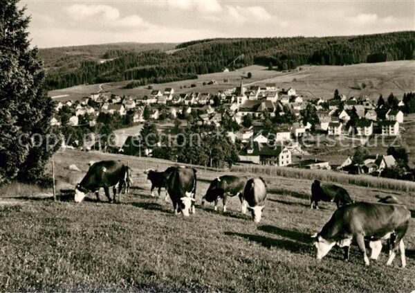 Schonach Schwarzwald Kuhherde Panorama