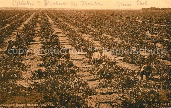 San Francisco California Arbeiter im Wein