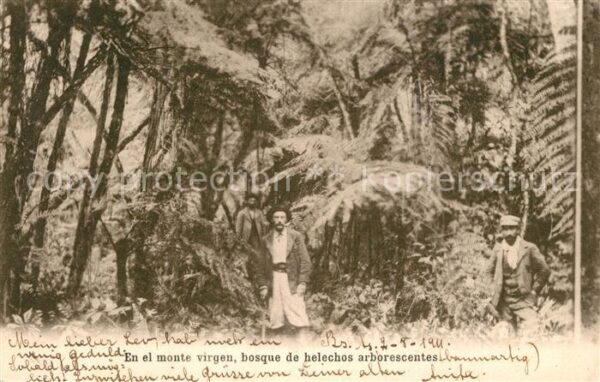 Argentinien En el monte virgen bosque de helechos arborescentes