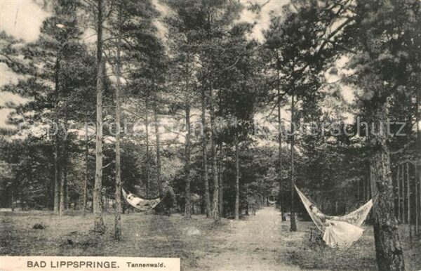 Bad Lippspringe Tannenwald Motiv