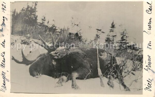 Wrangell Alaska erlegter Elch