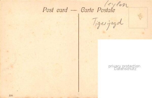 Tiere Hunting Cheetah Gepard Jagd Ceylon – Bild 2