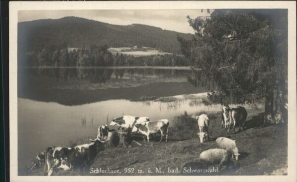 Schluchsee Kuehe