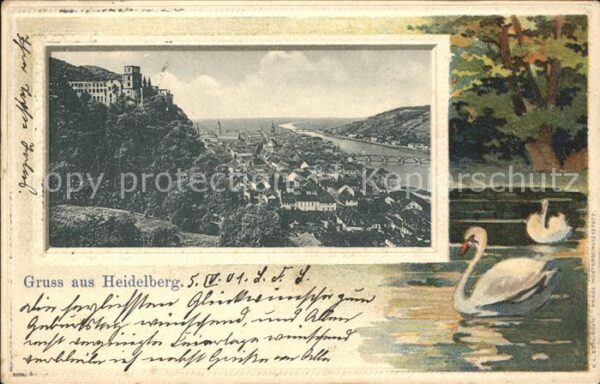 Heidelberg Neckar Schwan
