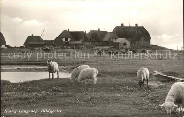 Hallig Langeness Hilligenlei