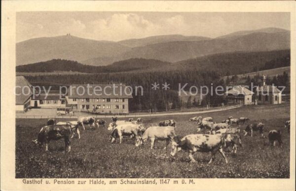 Schauinsland Gasthaus Pension zur Halde Kuehe