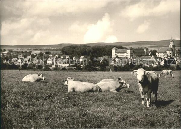 Messkirch mit Kuehen
