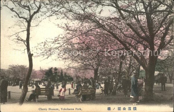 Yokohama Cherry Blossom Yokohama Park