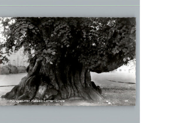 Koenigslutter Elm