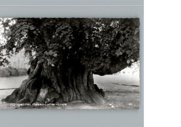 Koenigslutter Elm