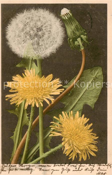 Blumen Flowers Fleurs Pusteblueme Loewenzahn