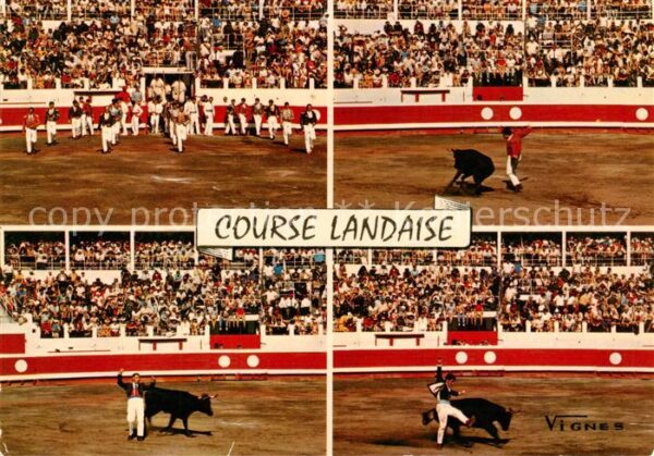 Stierkampf Corrida de Toros Bullfight Course Landaise Vignes