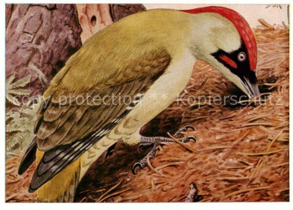 Voegel Birds Oiseaux Gruenspecht