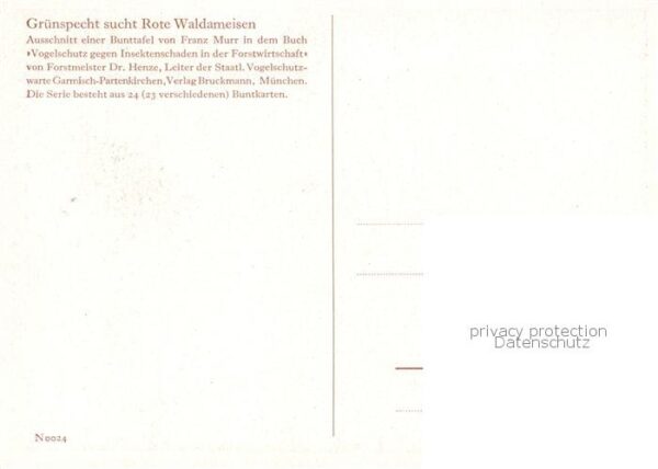 Voegel Birds Oiseaux Gruenspecht – Bild 2