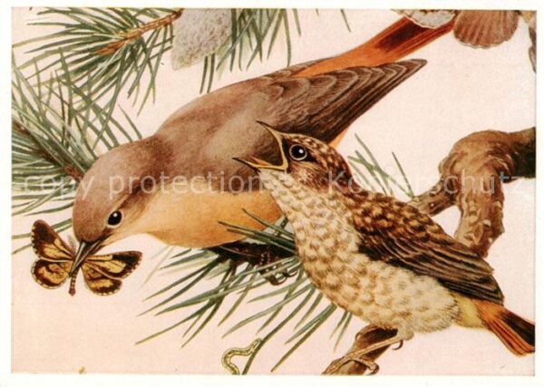 Voegel Birds Oiseaux Weiblicher Gartenrotschwanz