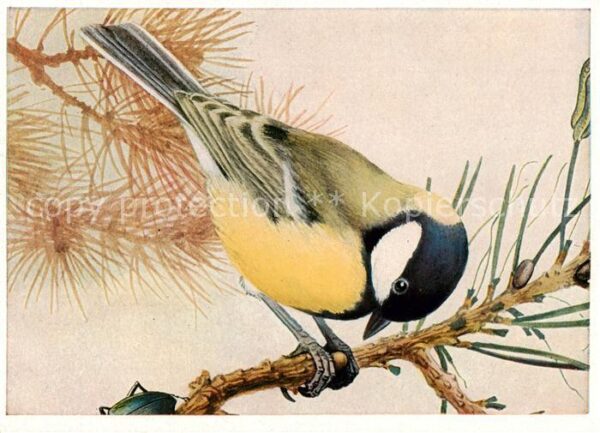 Voegel Birds Oiseaux Kohlmeise