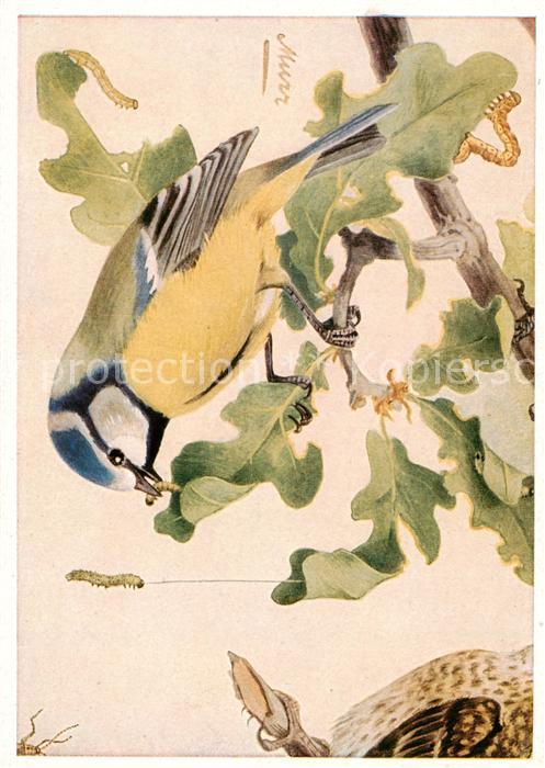 Voegel Birds Oiseaux Blaumeise