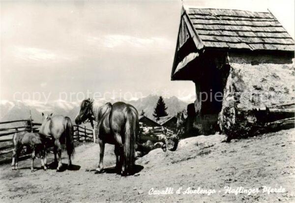 Pferde Hafling bei Meran
