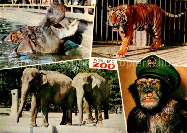 Zoo Gardin Zoologique-- Koelner Zoo Nielpferd Affe Elefanten