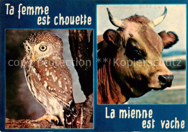 Eulen Owl Hibou Chouettes-- Ta Femme est chouette La mienne est vache
