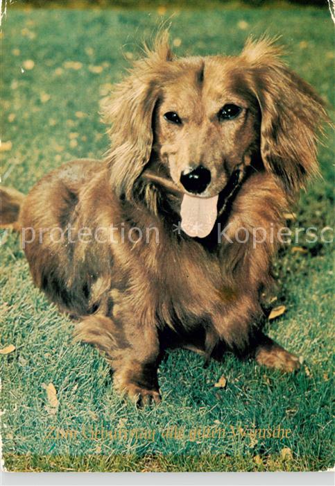 Dackel Dachshund Teckel Hunde dogs Chiens Cani Zum Geburtstag alles Gute