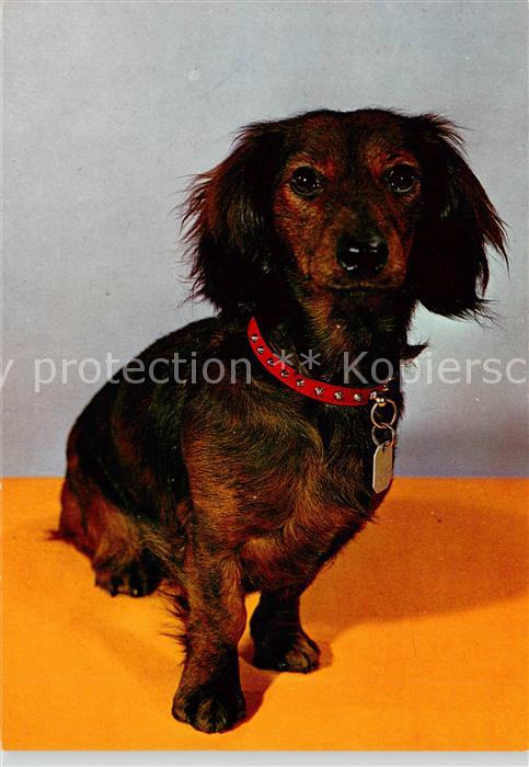 Dackel Dachshund Teckel Hunde dogs Chiens Cani Hund Roter band