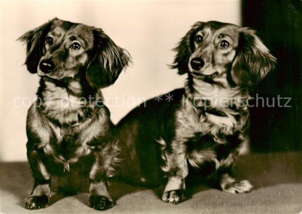 Dackel Dachshund Teckel Hunde dogs Chiens Cani Langhaar-Teckel