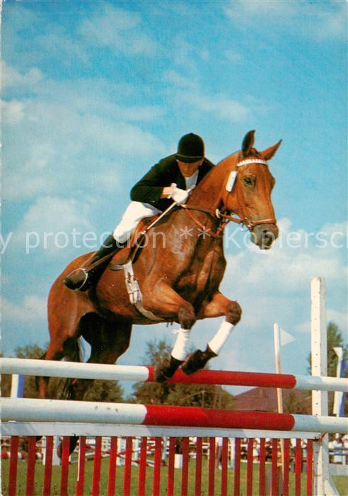 Reitsport Pferdesport Pferderennen Reitturnier Domgraefin