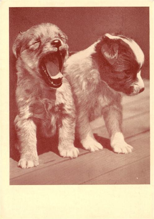 Hunde dogs chiens Wiener Tierschutzverein Wien
