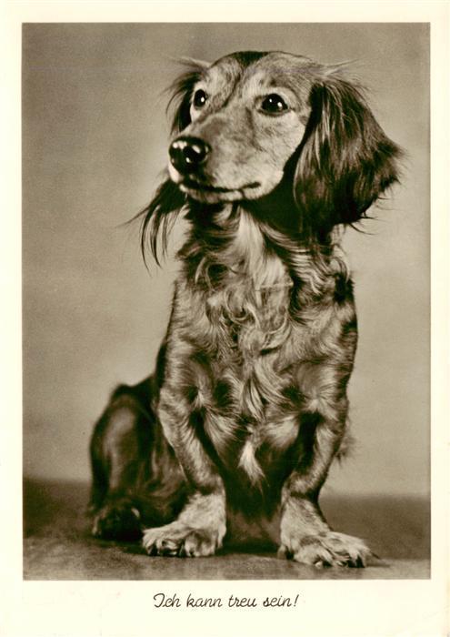 Hunde dogs chiens Ich kann teuer sein