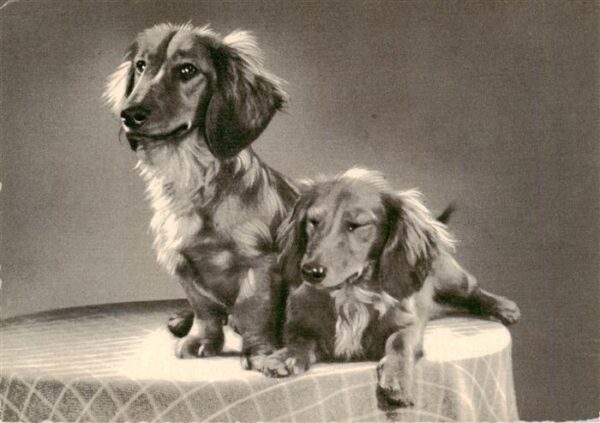 Hunde dogs chiens Dackel