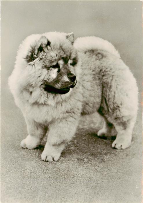 Hunde dogs chiens Chow-Chow-Welpe