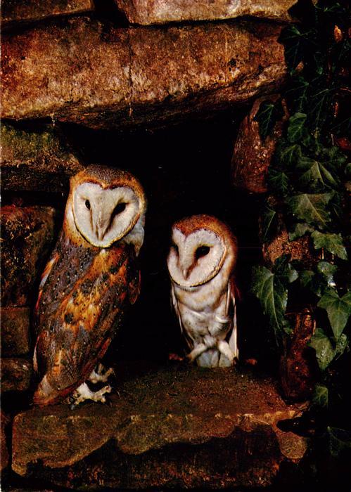 Eulen Owl Hibou Chouettes-- Schleiereulen Hibos