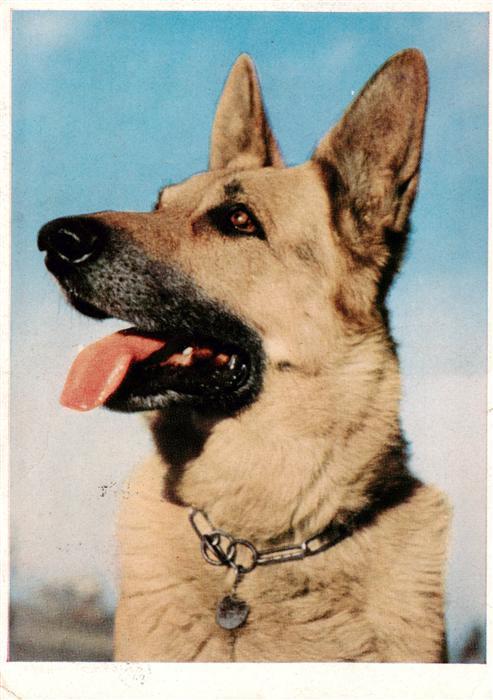 Hunde dogs chiens Schaeferhund