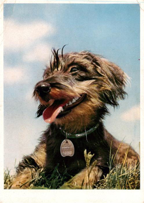 Hunde dogs chiens Hund Pouse