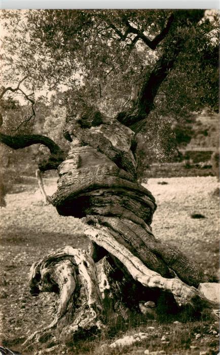 Baeume Trees Arbres Arboles Mallorca Olivo Milenario