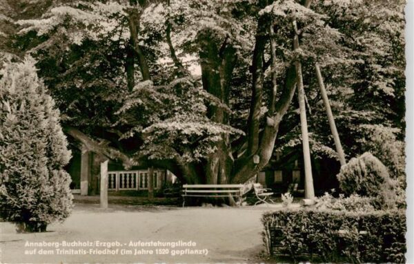 Annaberg -Buchholz Erzgebirge Auferstehungslinde auf dem Trinitatis-Friedhof (16